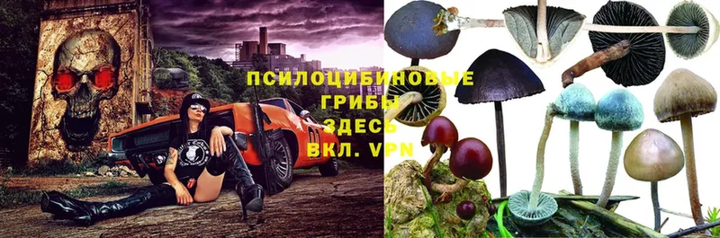 сколько стоит  Благодарный  Псилоцибиновые грибы мицелий 